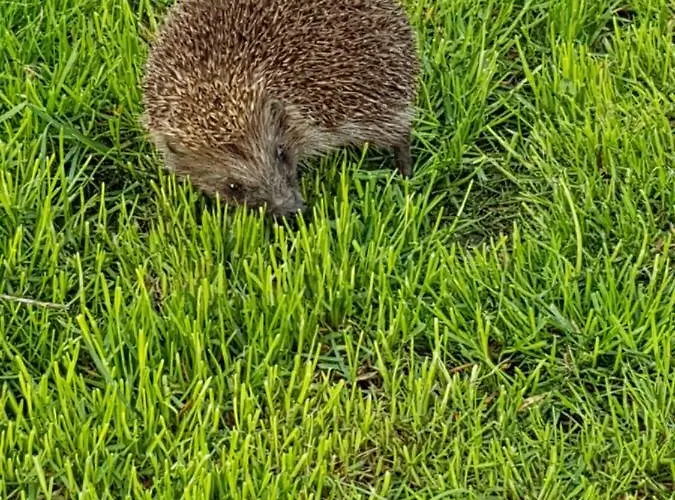 Hacienda Del Mar'a Вилла *